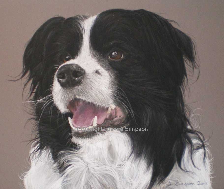 Border Collie pet portrait by Joanne Simpson